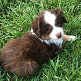 Miniature Australian Shepherds and Toy Australian Shepherds from Janel's Mini & Toy Aussies