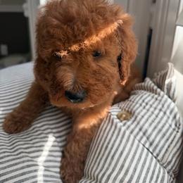 Boy 1 - Red  male Goldendoodle puppy in Shingle Springs, California from California Double Doodles
