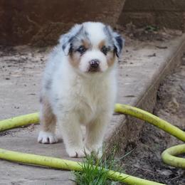Budweiser - Blue merle male Australian Shepherd puppy in Cape Girardeau, Missouri from Promise Keeper Kennel
