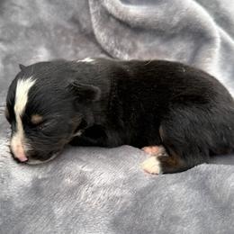 Sam - Black tri male Toy Australian Shepherd puppy in Ambrose, Georgia from Brandilyn's Aussies
