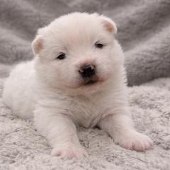 Samoyed puppies from High Lonesome