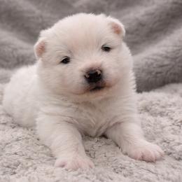 Samoyed puppies from High Lonesome