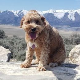 Aspen - Goldendoodle