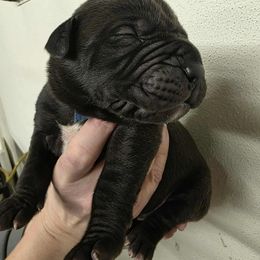 Blue collar boy - Black male Boerboel puppy in Rockford, Illinois from Adoraboerboels