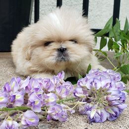 Pekingese puppies from Tao Pekingese
