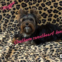 Maggie - Yorkshire Terrier