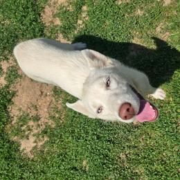 Aska - White female Siberian Husky puppy in Addison, Michigan from Gray Run Siberian Huskies