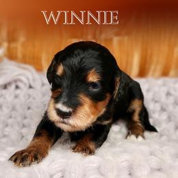 Winnie - Phantom female Bernedoodle puppy in Bowling Green, Ohio from Windy Creek Doodles