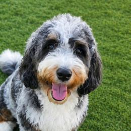 Hazel - Bernedoodle