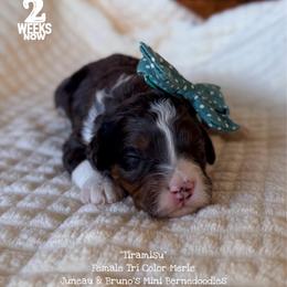 Tiramisu - Blue merle female Bernedoodle puppy in Orange, Texas from Walk with Me Doodles