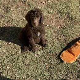 Poodle Puppies from Parapoodles