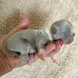 Sage - Blue and white female Chihuahua puppy in Menifee, California from Lane’s Little Long Coats