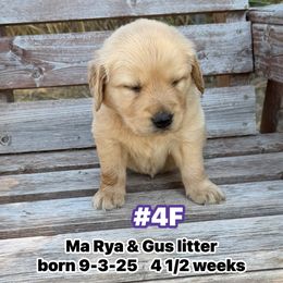 Number 4 Female Ma Rya and Gus - Golden female Golden Retriever puppy in Piedmont, Oklahoma from Sabrina's Golden Retrievers