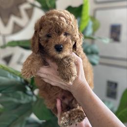 Black collar - Red  male Poodle puppy in Marysville, California from Dailey Doodles and Dachshunds