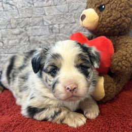 Abby - Blue merle female Miniature Australian Shepherd puppy in Lebanon, Oregon from Two Pines Mini Aussies