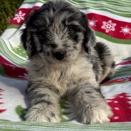 Corinne - female Aussiedoodle puppy in Grove, Oklahoma from Dollface Aussies