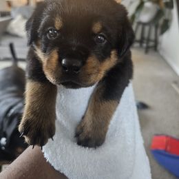 Rottweiler Puppies from Vom Uberlegenen Rottweilers