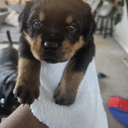 Rottweiler Puppies from Vom Uberlegenen Rottweilers
