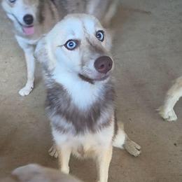 Clover - Chocolate female Pomsky puppy in Weir, Texas from Bluebonnet Pomskies