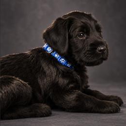 Gideon von Copper Cottage - Black male Giant Schnauzer puppy in Helena, Alabama from The Copper Cottage Canines LLC
