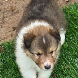 Trixie 3 - White and sable male Shetland Sheepdog puppy in Caldwell, Texas from Candyce Witte
