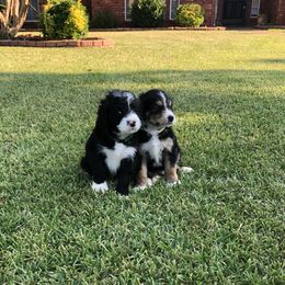 Bernedoodle and Goldendoodle Puppies from Heartfelt GoldenDoodles