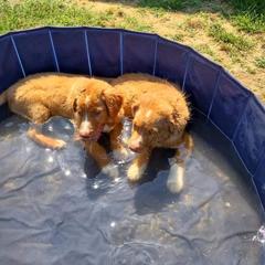 Australian Shepherd and Nova Scotia Duck Tolling Retriever Puppies from Tanglewood Tollers and Aussies