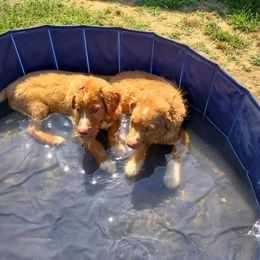 Australian Shepherd and Nova Scotia Duck Tolling Retriever Puppies from Tanglewood Tollers and Aussies