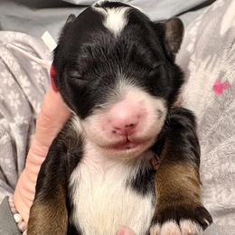 Pink collar girl - Tri-color female Bernedoodle puppy in Lake, Michigan from 3 King Doodles & Poodles