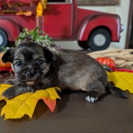 Toby - Chocolate brindled fawn male Chihuahua puppy in Cornwall, Pennsylvania from Goodlen Pups