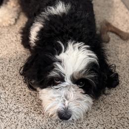Koa - Bernedoodle