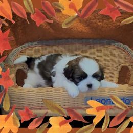 Leonardo - Black and white male Companion Cross puppy in Fresno, Texas from Leslie’s Shih Tzus