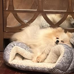 O malley - Cream sable parti male Pomeranian puppy in Zionville, North Carolina from Shaner Poms