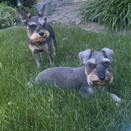 Miniature Schnauzer Puppies from Debbie Melton