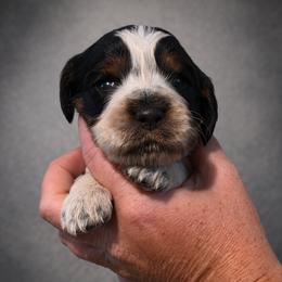 Bamboozled aka Bammy - Tri-Roan female English Springer Spaniel puppy in Lake City, Florida from Thunderbird Springers
