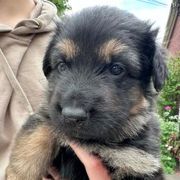 Red collar - Black and tan female German Shepherd puppy in Allentown, Pennsylvania from VMH Shepherds