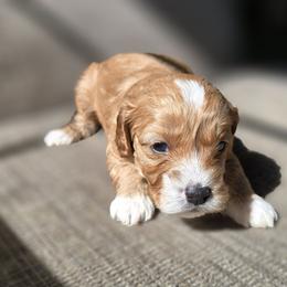 Cavapoo Puppies from Cavapoo Cuddles