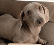 DUKE