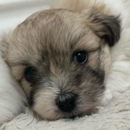 Boy 1 - Tri-color male Coton de Tulear puppy in Fresno, California from Helmvine Cotons, Helmvinecotons.net