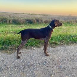 Livia - German Shorthaired Pointer
