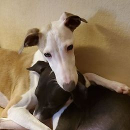 Italian Greyhounds from Heartsdesire Italian Greyhounds