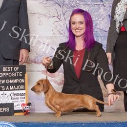 Dachshunds and Yorkshire Terriers from Galaxy Kennel