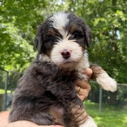 Ultra Pawpaw - Blue merle male Bernedoodle puppy in Campbellsville, Kentucky from Blue Belle Hills Bernedoodles