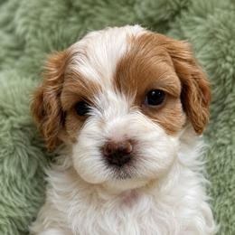 Archie - Blenheim male Cavapoo puppy in Buda, Texas from Haus of Doodles