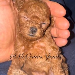 Cavapoo, Maltipoo, and Poodle Puppies from McCraws N Paws