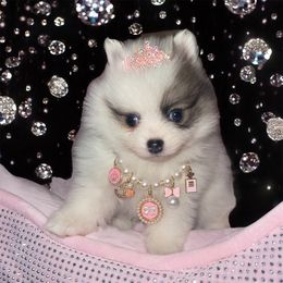 Alaska - Black parti female Pomeranian puppy in Liverpool, Pennsylvania from Destination Dalmatian