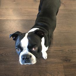 Huey - Boston Terrier