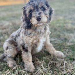 Wren Lee - Merle female Cavapoo puppy in Natural Bridge, Virginia from Rockbridge Puppies