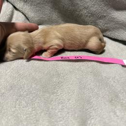 Ee red girl - Red female Dachshund puppy in Mount Vernon, Ohio from Double A Dachshunds