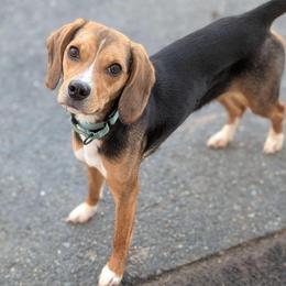 Rainey - Black tan and white female Beagle puppy in Baltimore, Maryland from Country Acres Farm